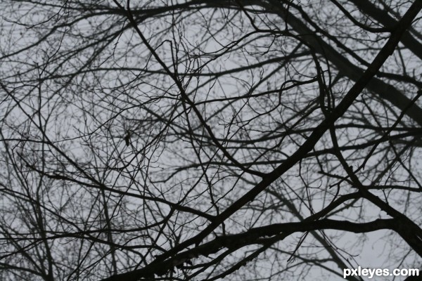 Branches